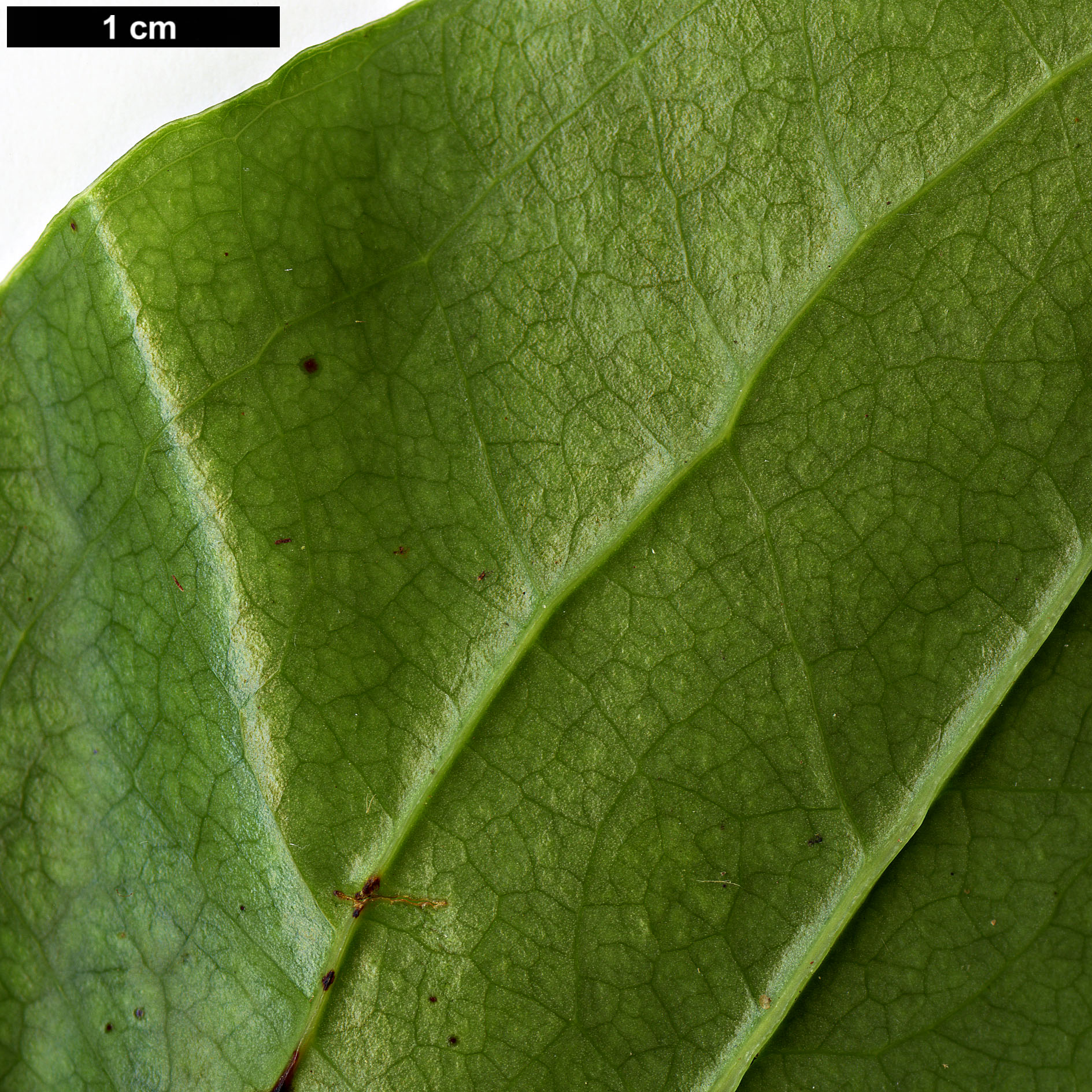 High resolution image: Family: Smilacaceae - Genus: Smilax - Taxon: azorica